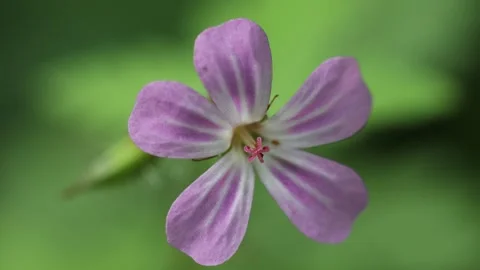 Close up View of a Herb Robert Flower Stock Footage 247484494