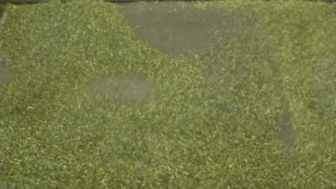 Close view herbal tea leaves.  Thyme's tea processing in production line. Video stock 143390547