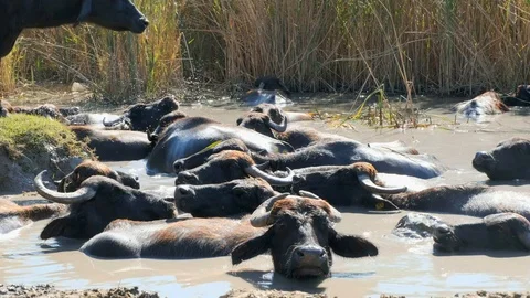 Close view of a herd of buffalos having bath in river water  Stock Footage 117000652