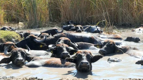 Close view of a herd of buffalos having bath in river water  Stock Footage 117000784