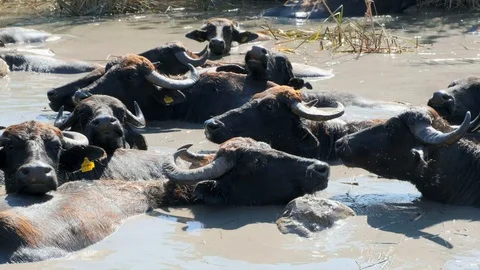 Close view of a herd of buffalos having bath in river water  Stock Footage 117001061