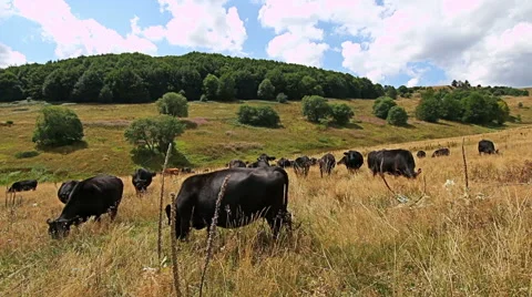 Close view of a herd of cows grazing in the mountain field in Cows Stock-Footage 56054979