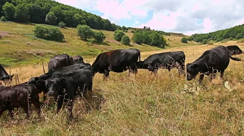 Close view of a herd of cows grazing in the mountain field in Cows Vídeo Stock 56055050