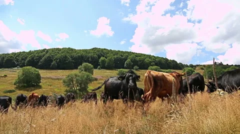 Close view of a herd of cows grazing in the mountain field in Cows Stockbeeldmateriaal 56055061