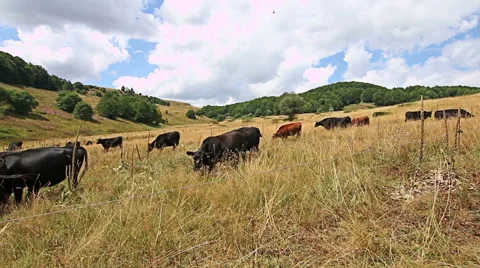 Close view of a herd of cows grazing in the mountain field in Cows 库存影片 56055191