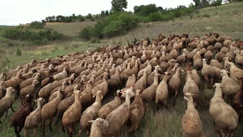 Close up view of herd goats and sheep running on green hill surrounded with gree Video stock 210885595