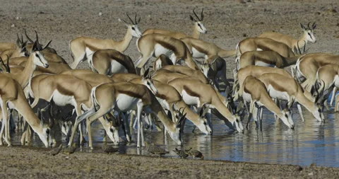 Close-up view of a herd of springbok drinking at a waterhole, Etosha National Stock Footage 144239760