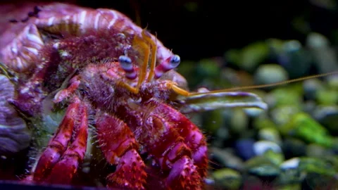 Close view of a hermit crab  Stock Footage 278010888