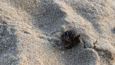 Close view hermit crab Sri Lanka Stock Footage 71610195