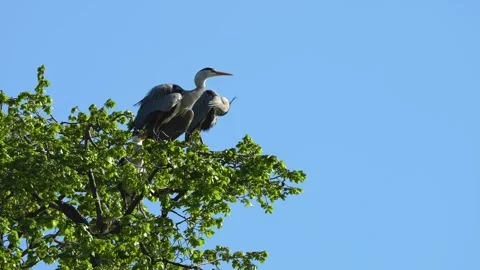 Close view of an heron bird Video stock 272510717