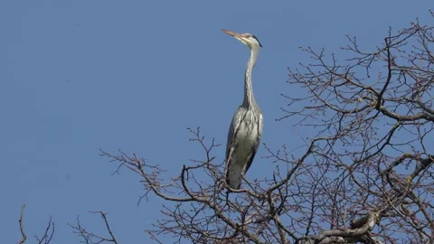 Close view of an heron bird resting Stock Footage 270486211