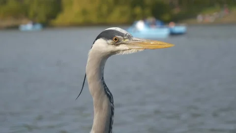 A close up view of a heron by a lake. Stock Footage 200785115