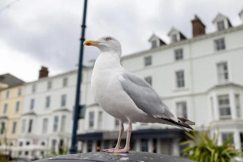 Close view of a herring gull standing on a seafront surface in Llandudno No.. Stock Photos