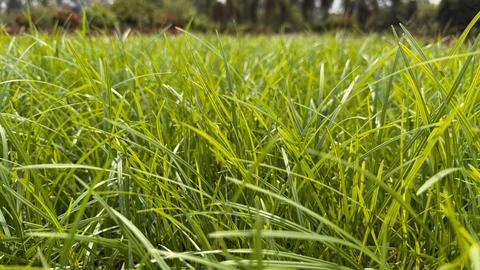 A close up view highlights dense, long blades of grass. The vibrant green sha Stock-Fotos