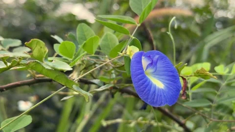 A close up view highlights vivid blue petals of Clitoria ternatea, also known as Stock Footage 325717299