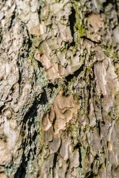 Close-up view of highly detailed tree bark Stock Photos