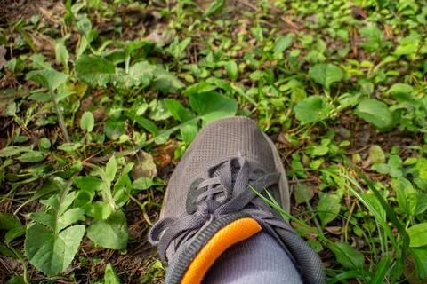 Close-up view of a hiking boot on a forest floor with green plants and grass 스톡 사진