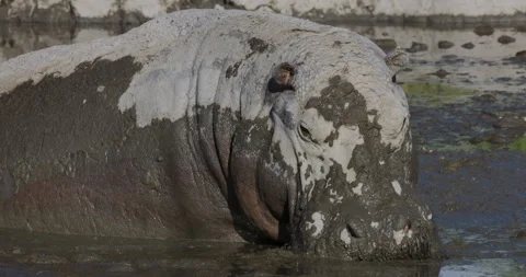 Close-up view of a Hippopotamus covered in mud in a drying up river  Stock Footage 274841865