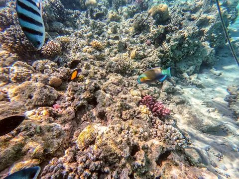 Close up view of Hipposcarus longiceps or Longnose Parrotfish (Hipposcarus .. 스톡 사진