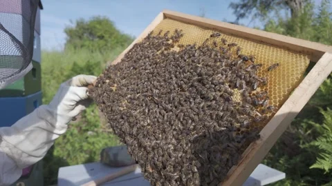 Close view of a hive frame heavily covered with honey bees Stock Footage 341288635