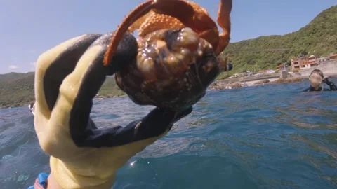 Close up view holding a struggling large huge big hermit red crab with glove abo Stock Footage 252953941