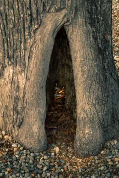 Close view of a hole at the base of an old tree Stock Photos
