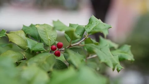 Close-up view of a holly tree branch with vibrant green leaves and a cluster of Stock-Footage 292835845