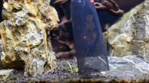 Close-up view on home aquarium cleaned with a cleaner Stock Footage 104212649