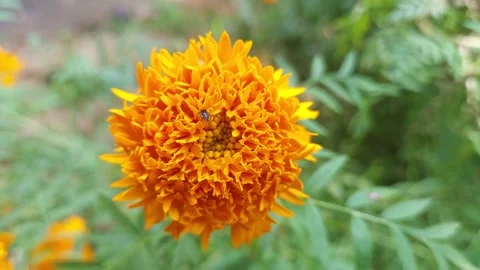 Close up view honey bee collecting nectar from marigold flowers Stock Footage 253397882