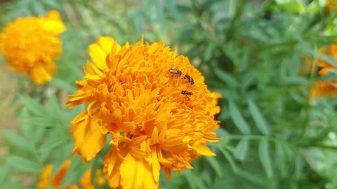 Close up view honey bee collecting nectar from marigold flowers Stock Footage 253397901