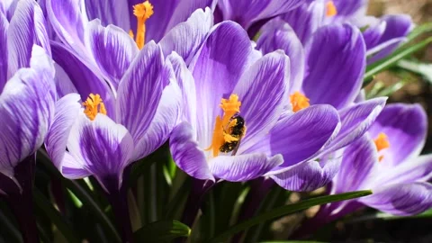 Close up view of a honey bee gathering pollen from purple flowers Stock Footage 134594487