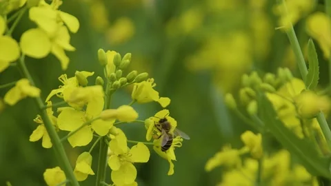 Close up view of honey bee on a yellow flower Stock Footage 226773334
