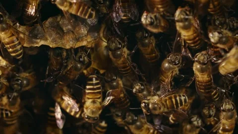 A close-up view of honey bees (Apis mellifera) working together on a natura.. Stock Footage 345787632