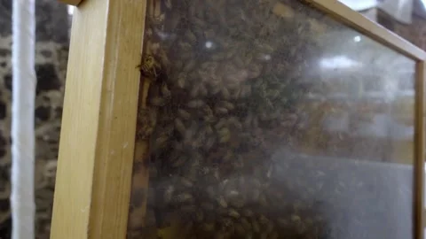 Close up view of honey bees gathered inside wooden hive behind transparent panel Stock Footage 343969986