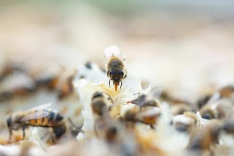 Close up view of honey bees working at honeycomb Stock Photos
