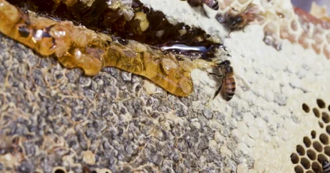 Close-up view of honey oozing out of honey comb from an African honey bee hive Stock Footage 132707255