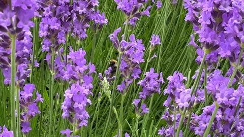 Close-up view of a honeybee pollinating vibrant purple lavender flowers blooming Stock-Footage 344442577