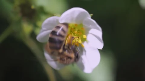 A close-up view of a honeybee in sharp focus, extending its proboscis into the c 動画素材 275892773