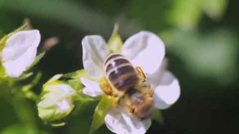 A close-up view of a honeybee in sharp focus, extending its proboscis into the c Video stock 275893008