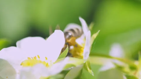 A close-up view of a honeybee in sharp focus, extending its proboscis into the c Video stock 275893234