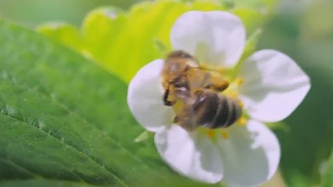 A close-up view of a honeybee in sharp focus, extending its proboscis into the c 動画素材 275893296