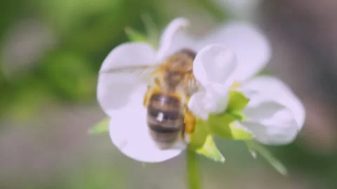 A close-up view of a honeybee in sharp focus, extending its proboscis into the c Video stock 275893517