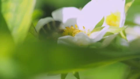 A close-up view of a honeybee in sharp focus, extending its proboscis into the c Video stock 275893607