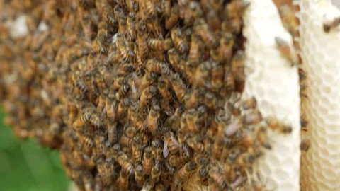 Close-Up View of Honeybees Swarming on Hive Stock Footage 328526559