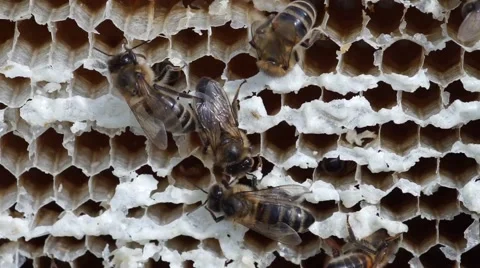 Close-up view of honeycomb Stock Footage 53276553