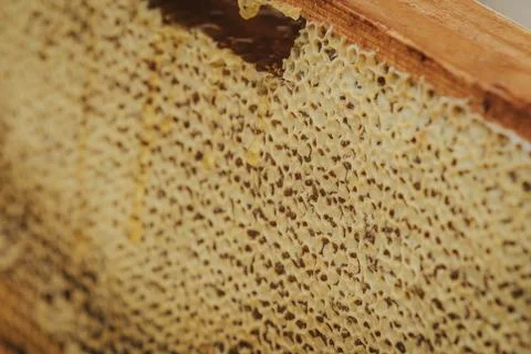 Close-up view of honeycomb structure showcasing hexagonal cells filled with.. Stock Photos