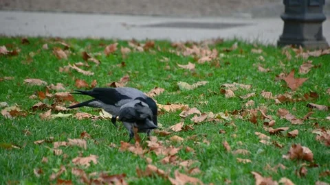 Close up view of Hooded Crow (Corvus cornix) looking for food Stock Footage 170842345