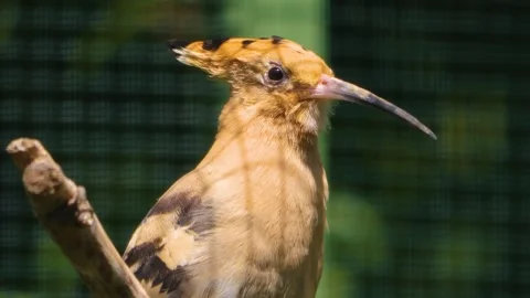 Close view of hoopoe Bird Stock Footage 253370236