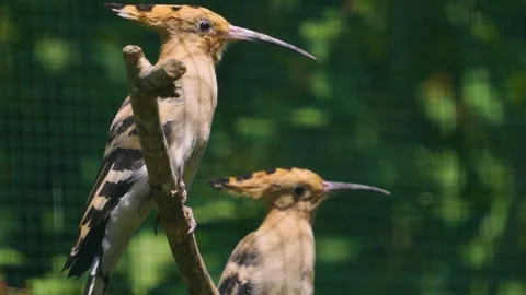 Close view of hoopoes Bird Stock Footage 246549534