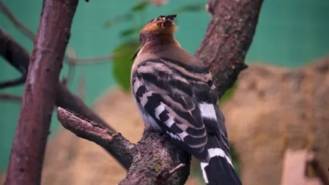 Close view of a hoopoes Bird Stock Footage 270538945